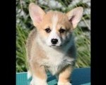 Velški korgi Welsh Corgi Pembroke